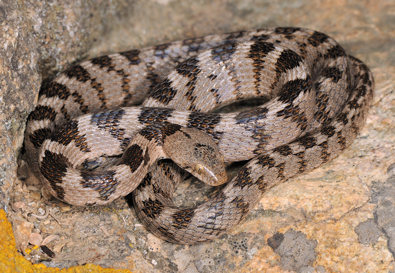 Gorizia, il serpente gatto avvistato per la prima volta sul Carso