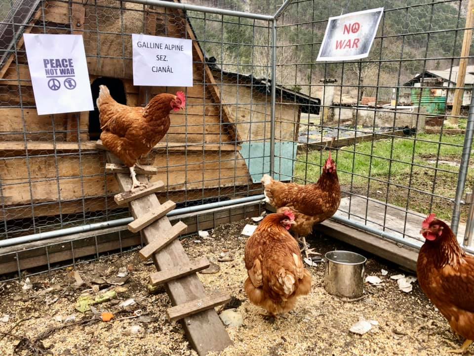 fa strage di galline
