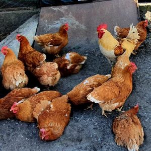 Strage di galline in un pollaio, trovate a terra decapitate