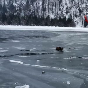 Cervo cade nelle acque del lago gelato, il delicato salvataggio a Tarvisio