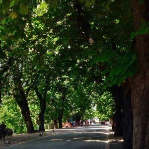 Gorizia è sempre più "verde", in città si piantano altri 230 alberi