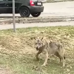 Il lupo di nuovo avvistato in Carnia, controlla la strada prima di attraversare