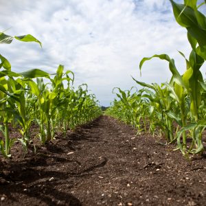 L'Ue sblocca le coltivazioni in Friuli: 5mila ettari extra di mais, soia e girasole