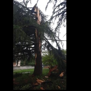 Fulmine si abbatte su un albero a Udine e lo tronca a metà