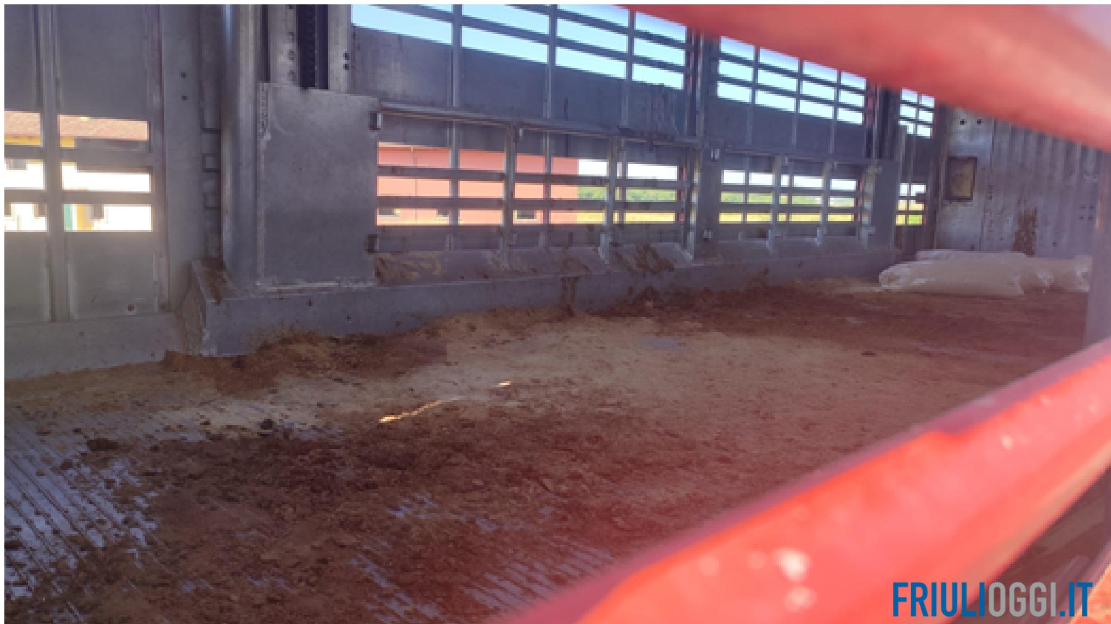 Bino Camion Con Animali Safari - Giraffa, Ippopotamo, Coccodrillo E Zebra, Giocattolo In Legno