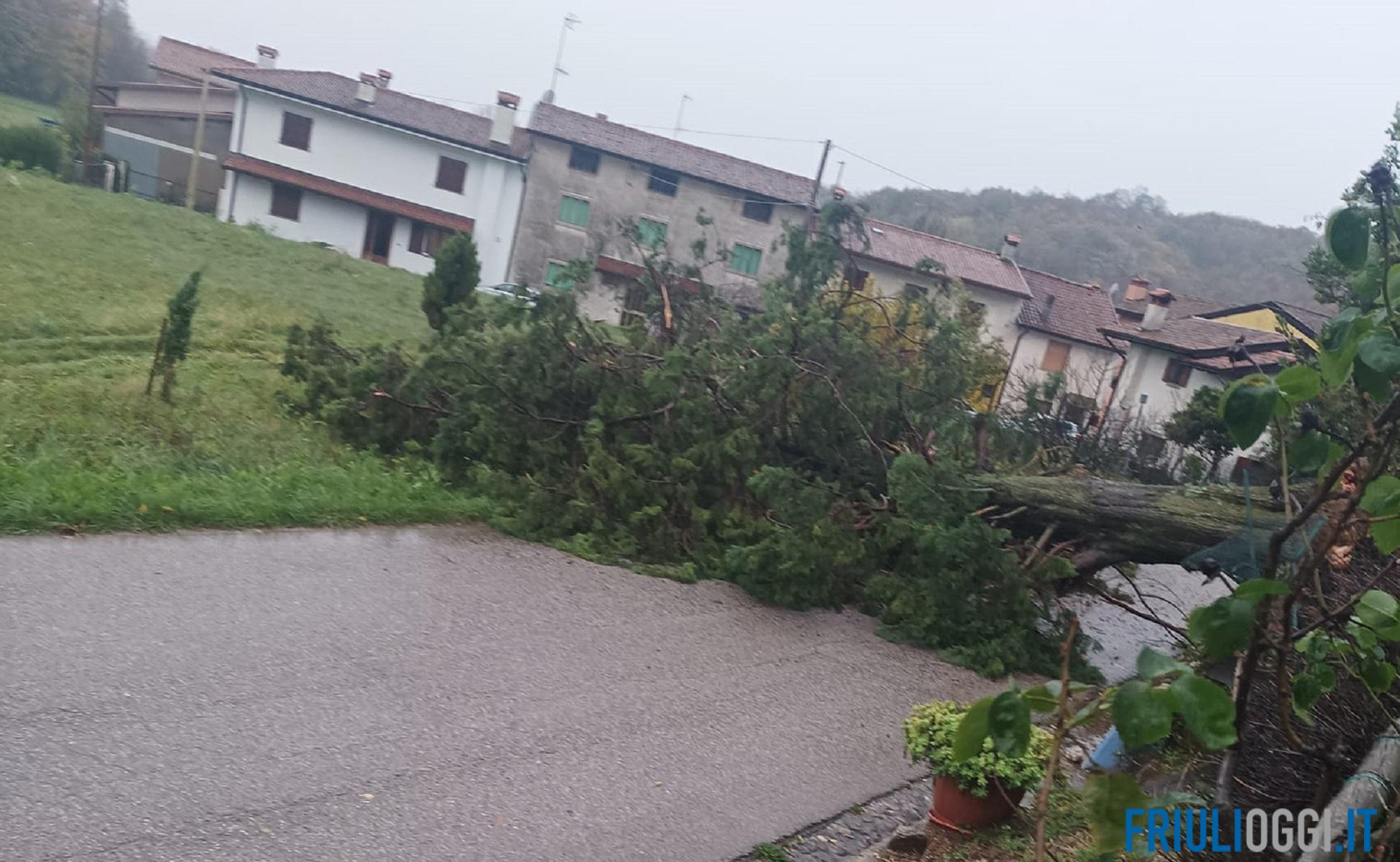 Maltempo in Friuli, un grosso albero cade sulla strada a Cividale