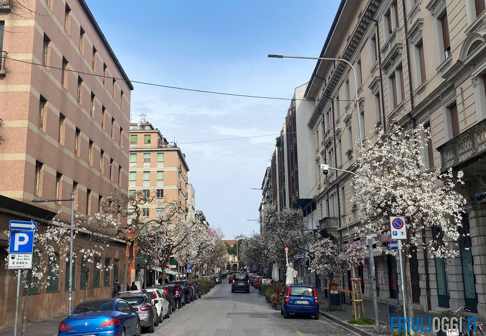 Cia Roma Aria di Primavera a Udine, le magnolie di via Roma sono in fiore
