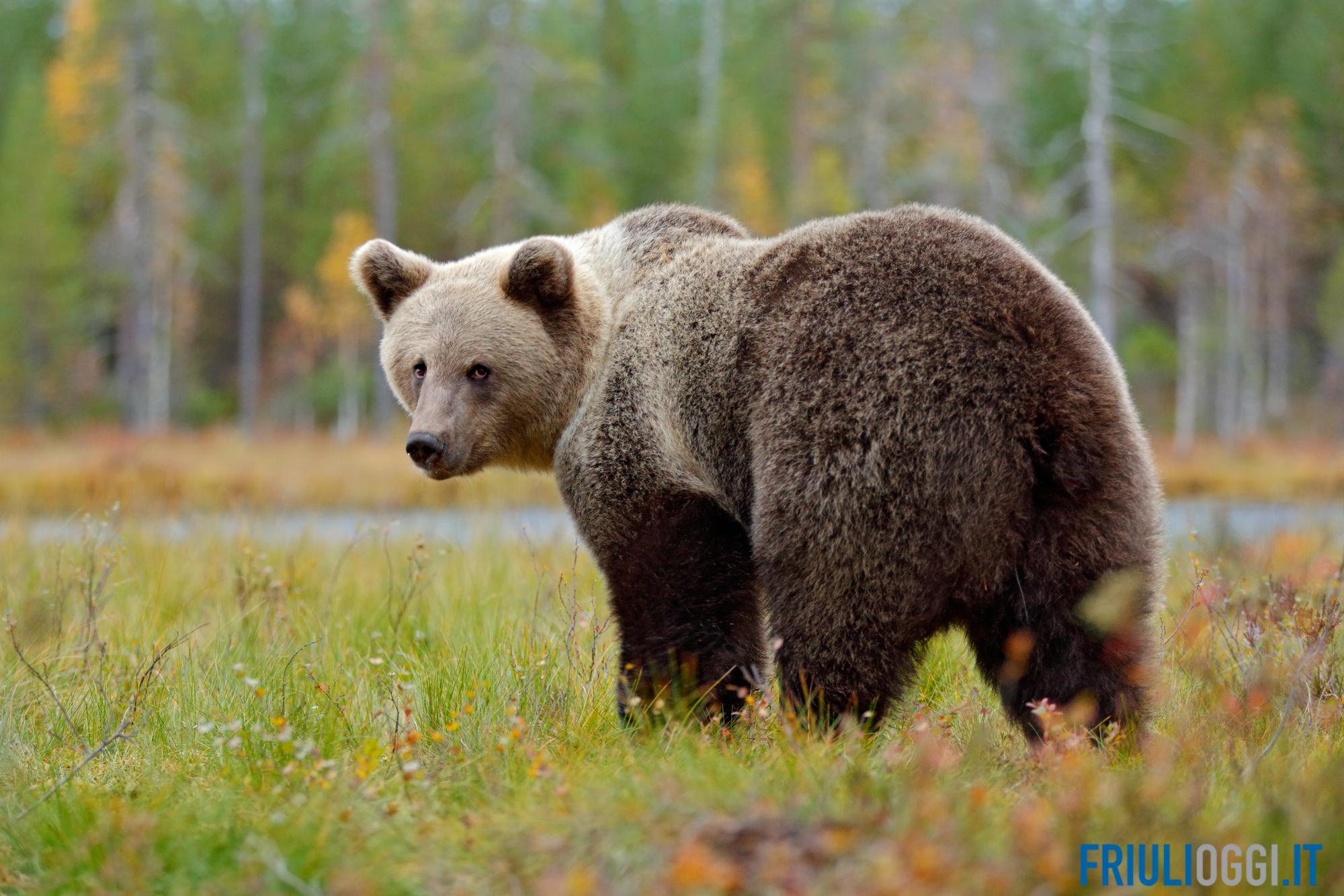 Friuli, i forestali potranno usare lo spray anti orso al peperoncino