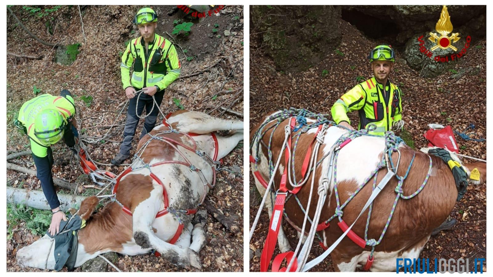Mucca scivola nel dirupo a Paularo, salvata dai vigili del fuoco