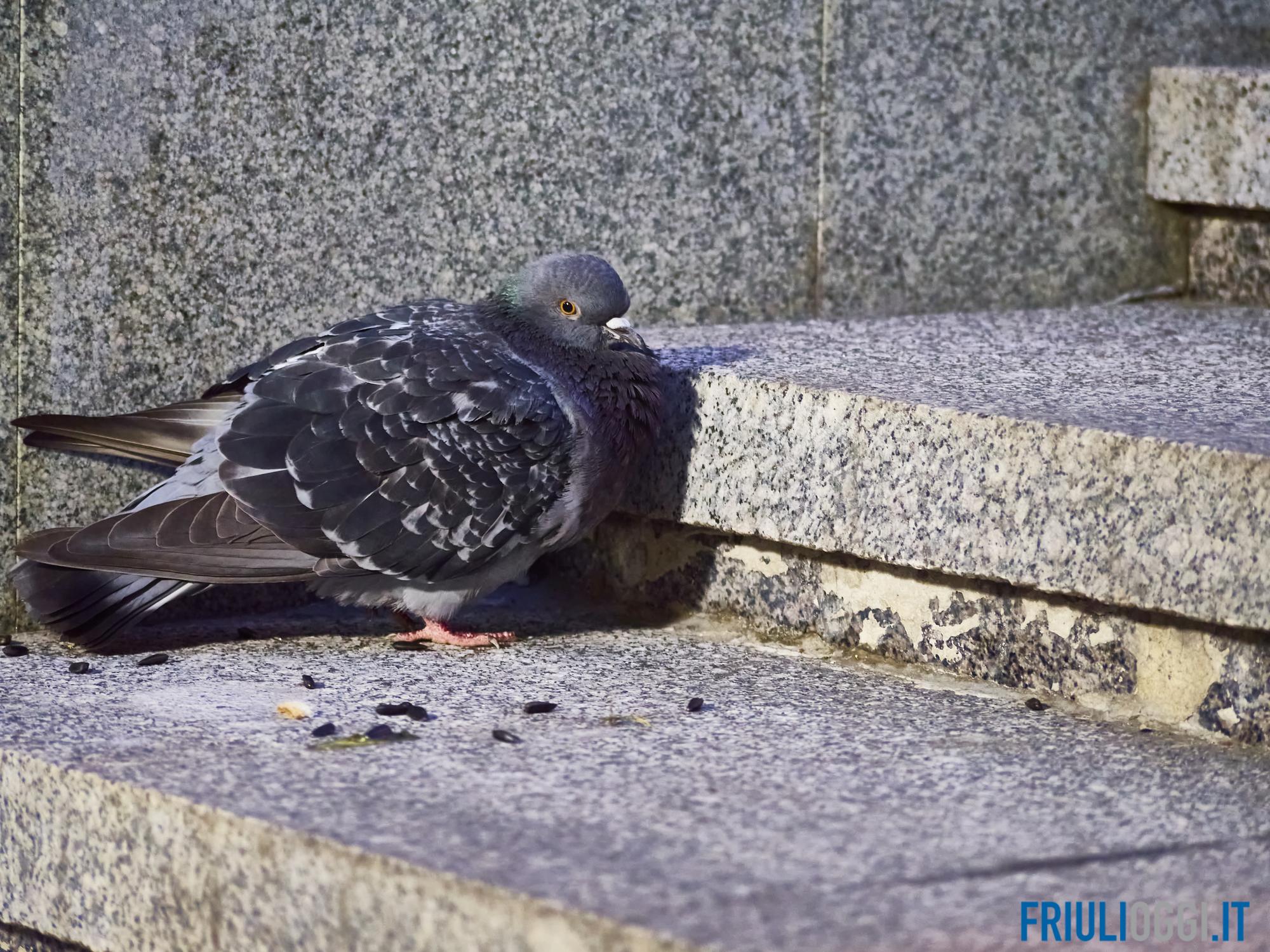 Piccioni in aumento a Udine, il Comune: "Non dategli cibo"