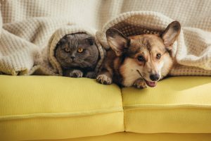 adozioni di cani e gatti