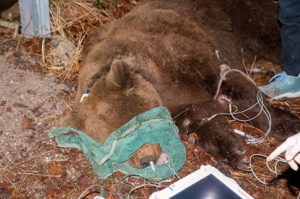 orso bruno tarvisio