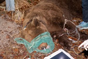 orso bruno tarvisio