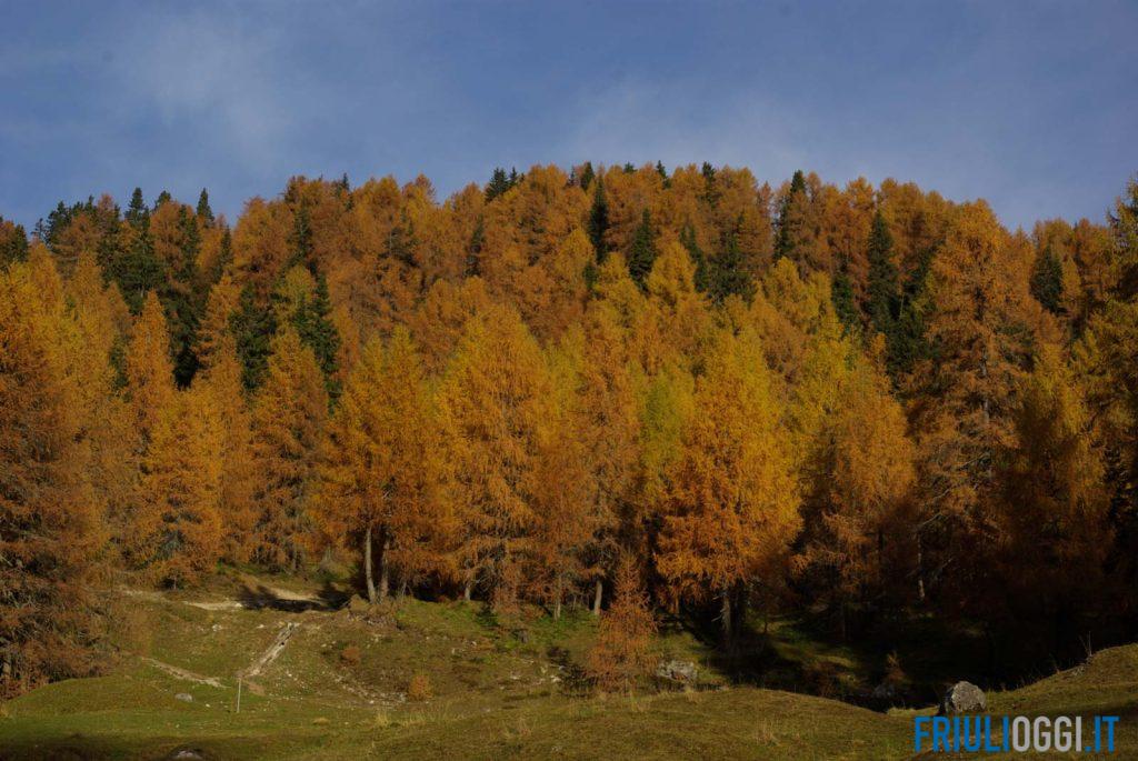 foliage friuli venezia giulia