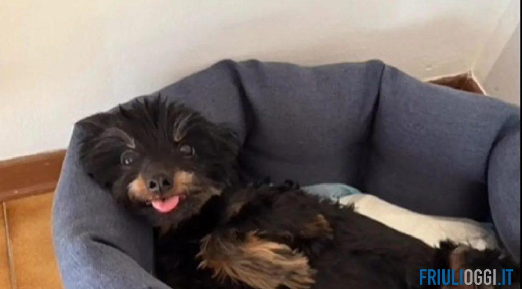 Cane lanciato nel vuoto, la condanna e l’indignazione di Udine