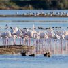 Oltre mille fenicotteri rosa nella Laguna di Grado