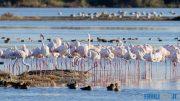 Oltre mille fenicotteri rosa nella Laguna di Grado