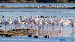 Oltre mille fenicotteri rosa nella Laguna di Grado