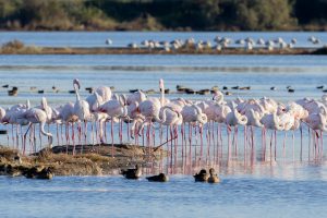 Oltre mille fenicotteri rosa nella Laguna di Grado