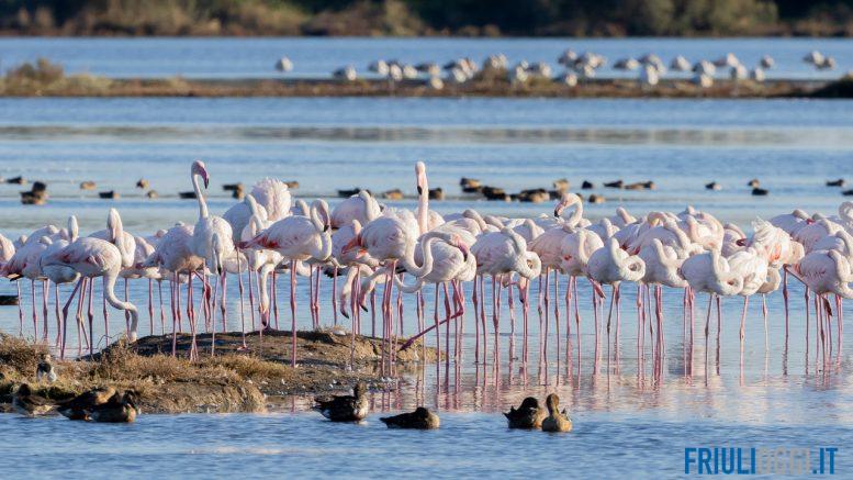 Oltre mille fenicotteri rosa nella Laguna di Grado