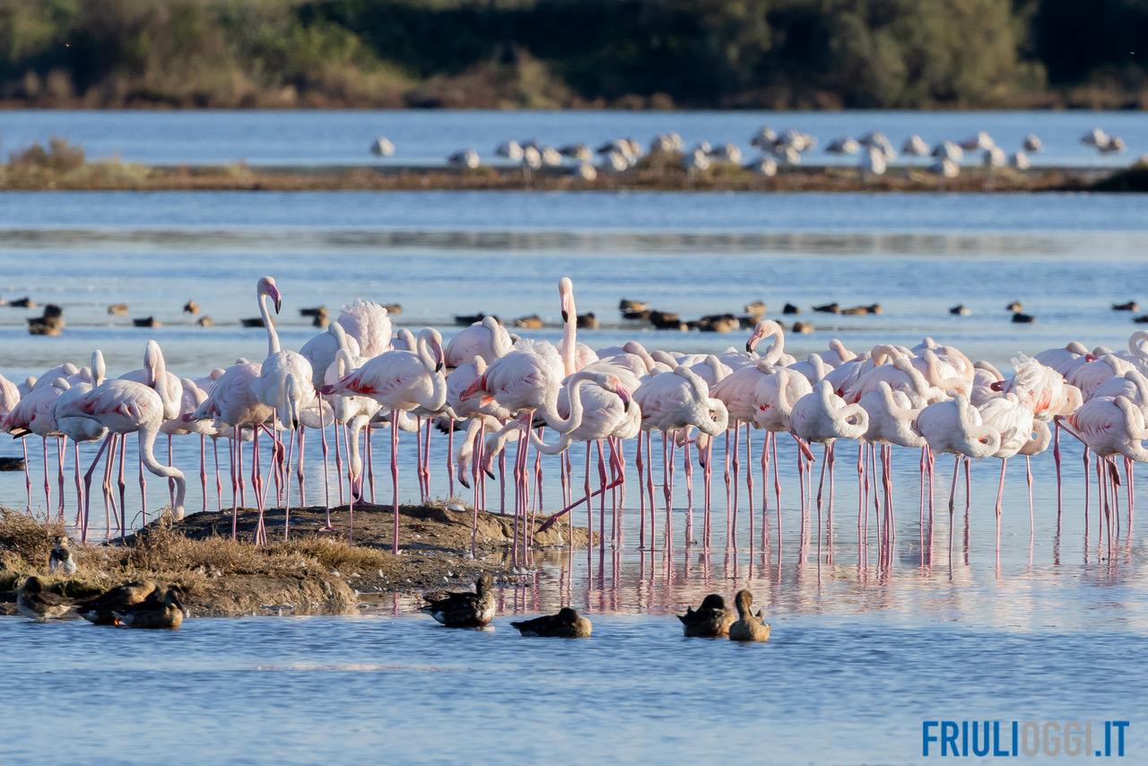 Oltre mille fenicotteri rosa nella Laguna di Grado