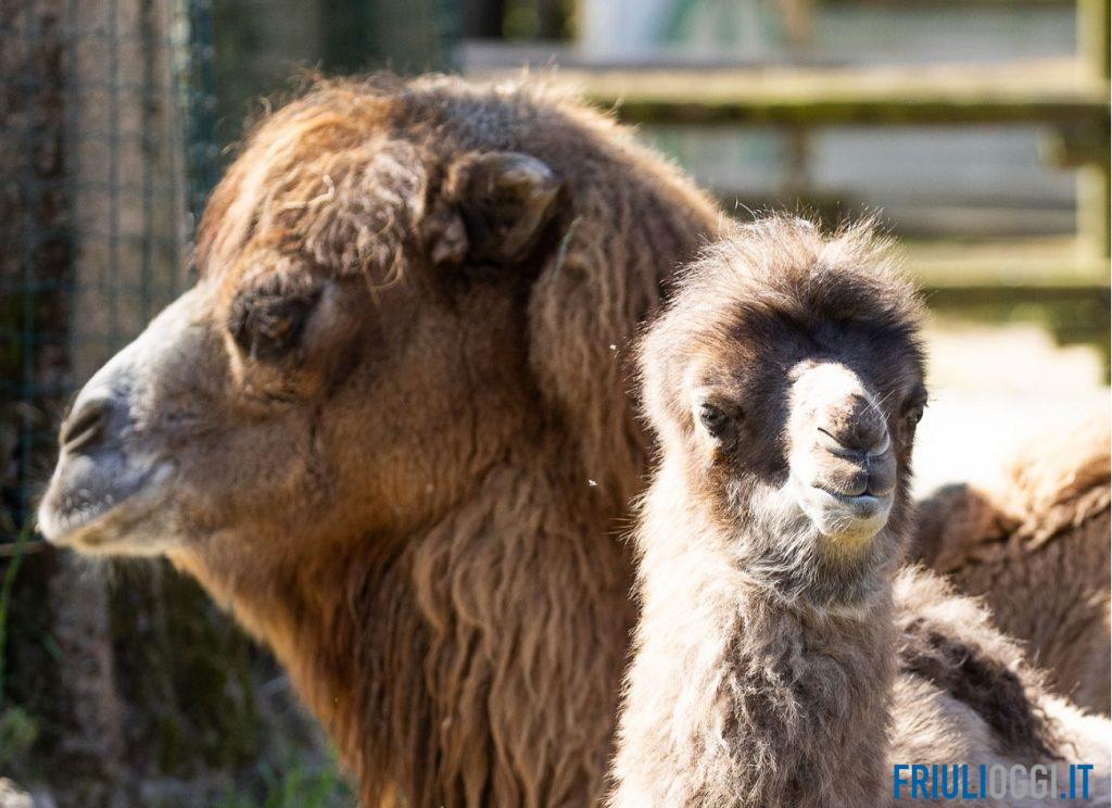 Lignano, fiocco rosa al Parco Zoo: è nata Fosca, la piccola di cammello