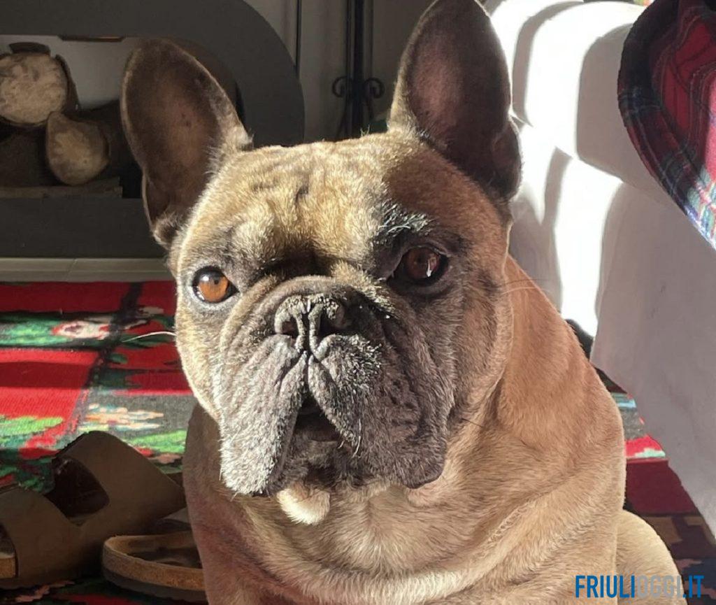 Invasione di Bulldog Francesi a Udine: oltre 120 “orecchie a pipistrello” attese al Castello