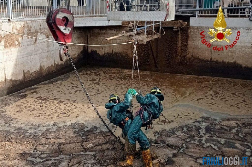 Mucca cade nella vasca di liquami e rischia di annegare, salvata con l’autogru