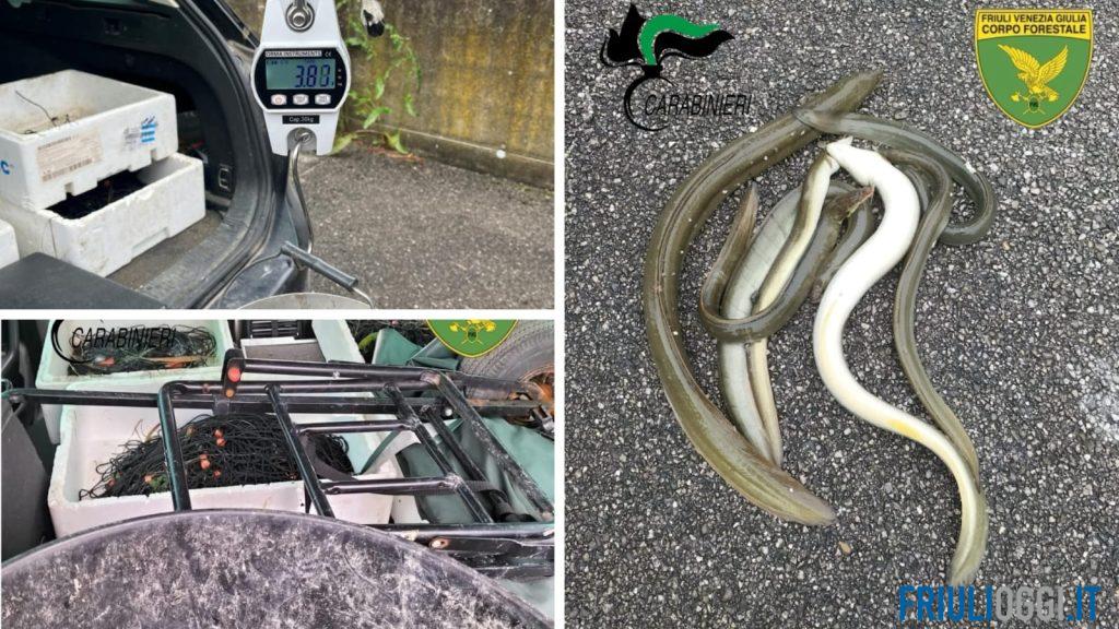 Pesca illegale di anguille tra i fiumi Corno e Ausa: denunciato un uomo