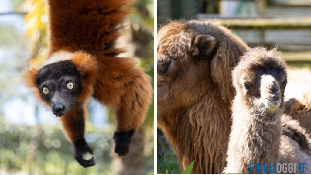 Teneri, rari e tutti da scoprire: lo zoo di Lignano riapre con nuovi protagonisti