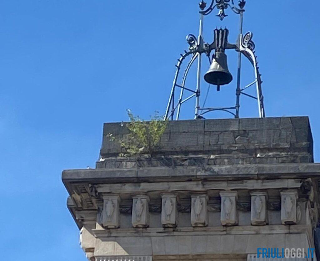 Il verde “conquista” il Comune: spunta un albero sulla Torre dell’Arengo