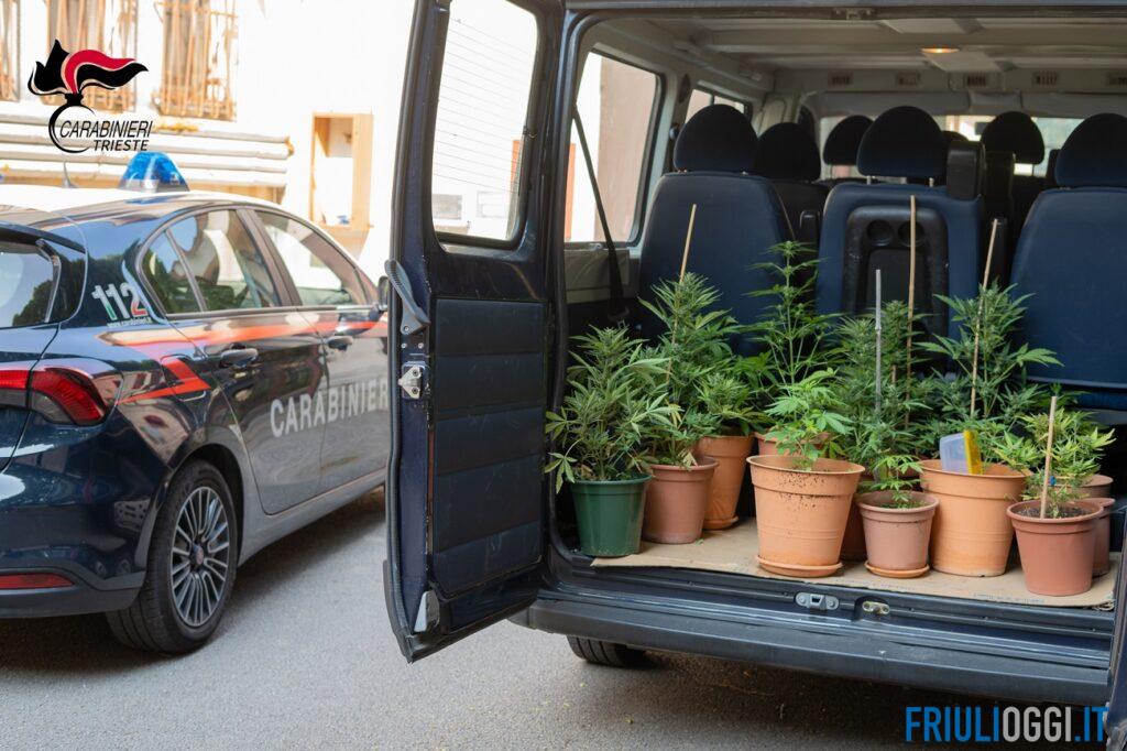 Erba “fai da te” in salotto: scoperta serra di marijuana in casa, arrestato 42enne