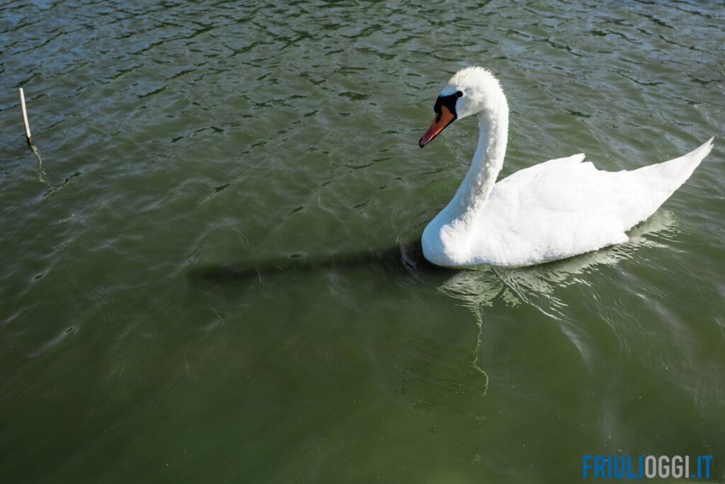 Cigno trovato morto a Precenicco, l’appello: “Chi sa parli”