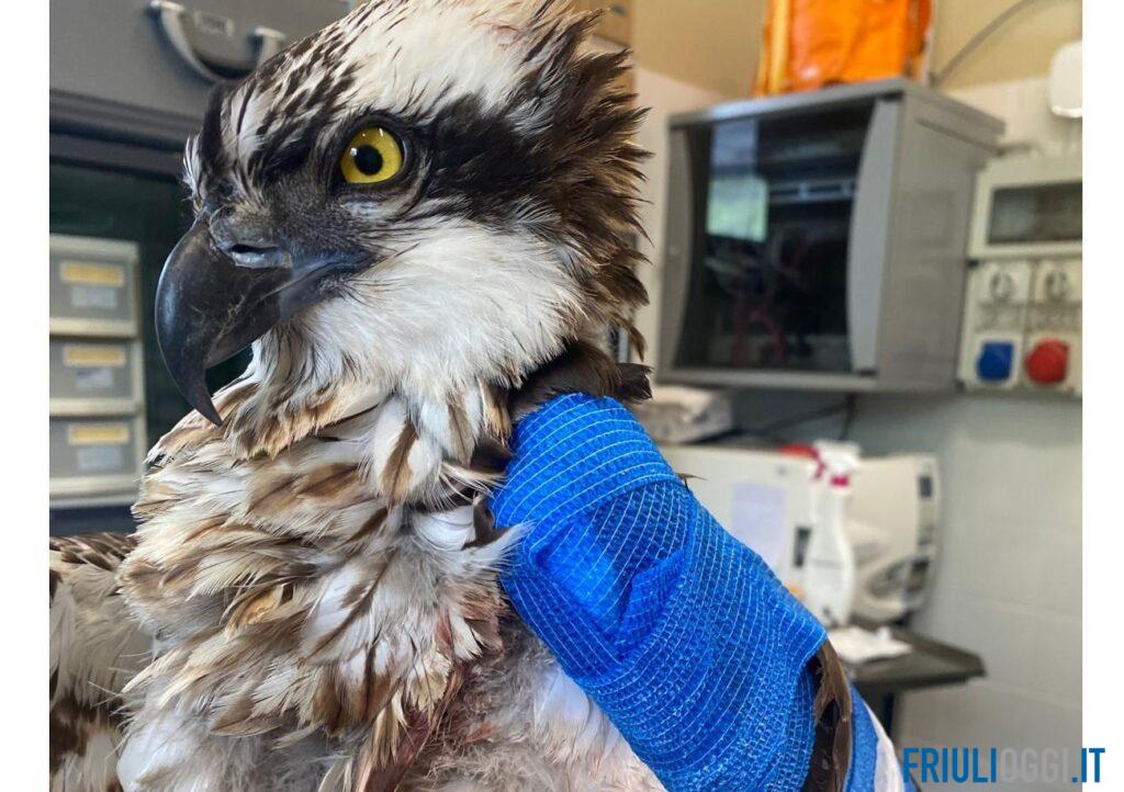 Dalla Lituania in Friuli: trovato ferito un raro falco pescatore, è in cura a Udine