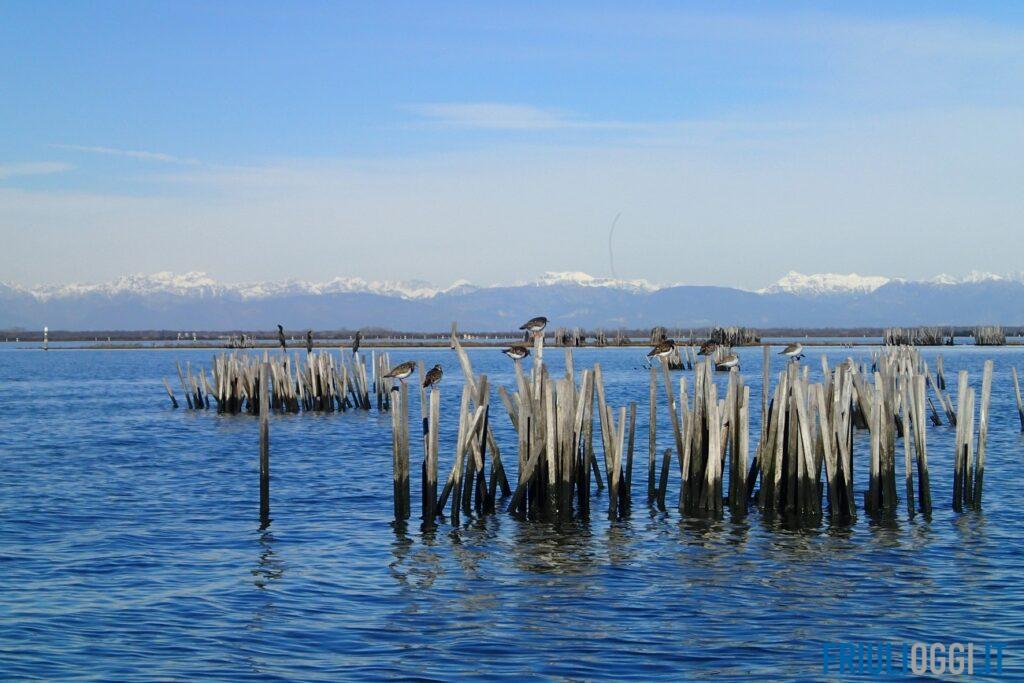 Sos laguna: il mare sale e minaccia i nidi, scienziati e pescatori insieme per salvare Marano e Grado