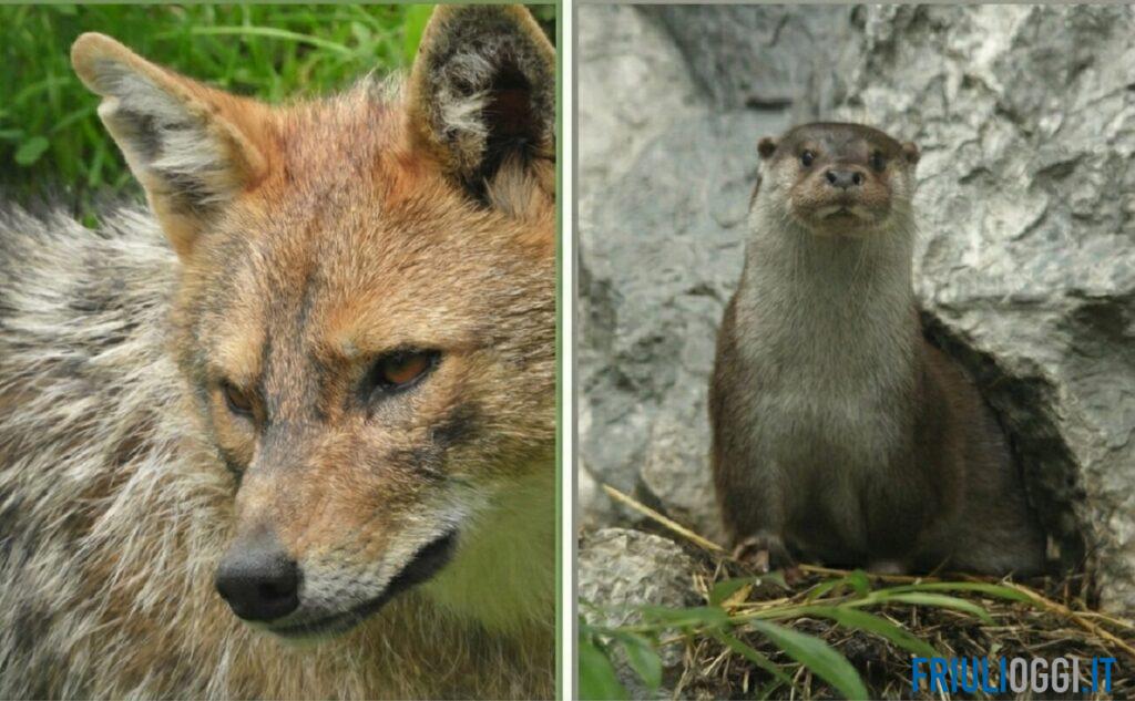 Come cambia la fauna del Friuli: a Cornino si parla del ritorno di due carnivori