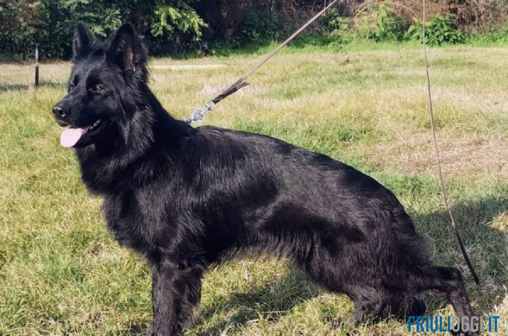 A Udine arriva la cagnolina Oasis, il nuovo “naso antidroga” della Polizia Locale