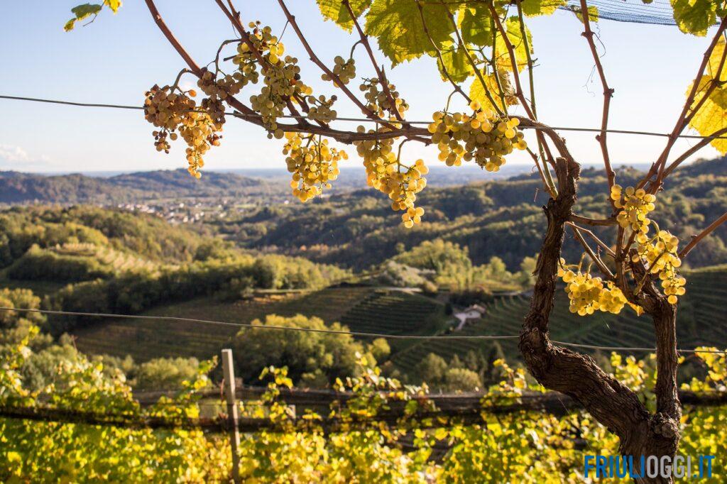 Caldo e siccità, vendemmia anticipata nei Colli Orientali: “Un’annata senza precedenti”