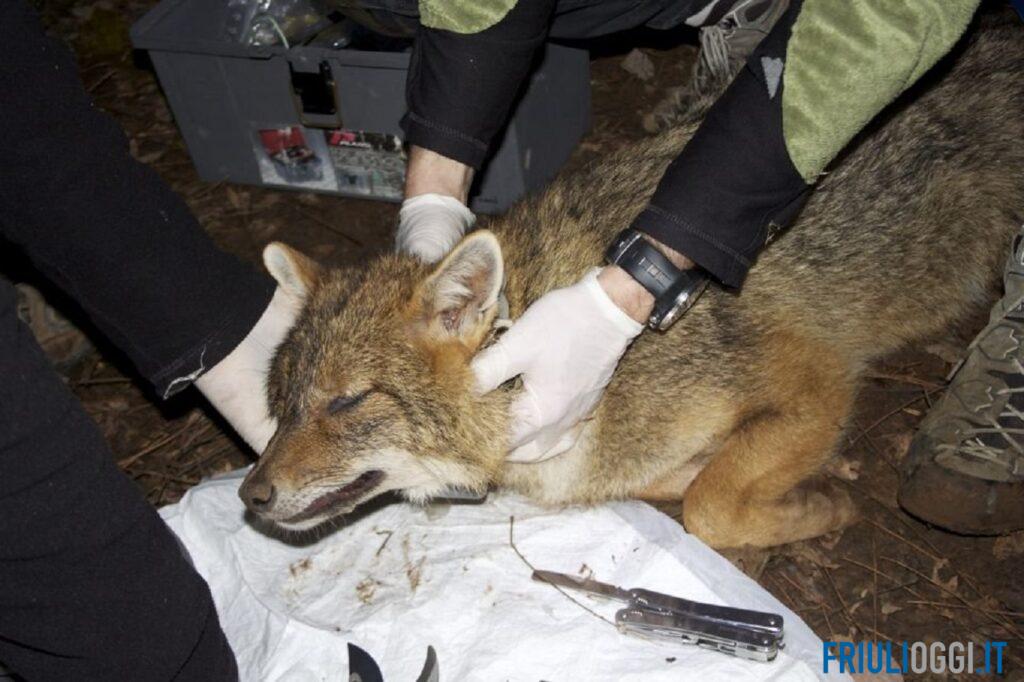 Orsi, lupi e convivenza con l’uomo: a Udine un nuovo master per gestire la fauna selvatica
