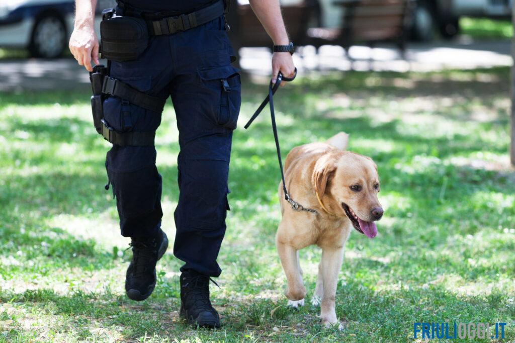 A Monfalcone arriva l’Unità cinofila: scelto un Labrador per la Polizia locale