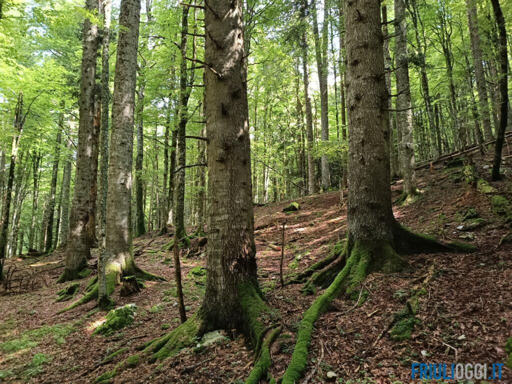 Dove la natura è rimasta intatta per oltre 60 anni: tre boschi del Friuli diventano “vetusti”