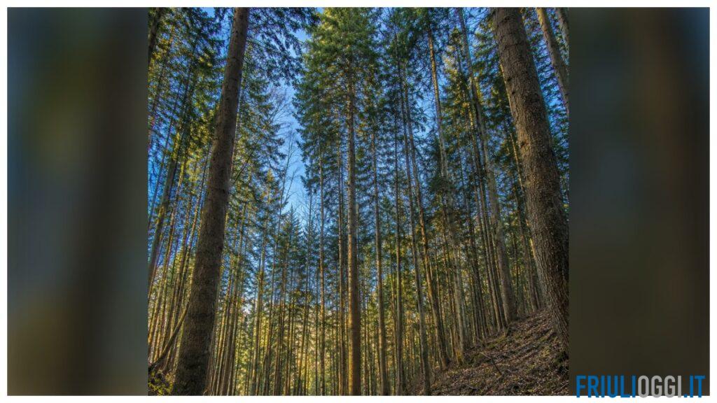 Il Friuli Venezia Giulia è la regione con più alberi monumentali d’Italia: quasi 1.700 esemplari
