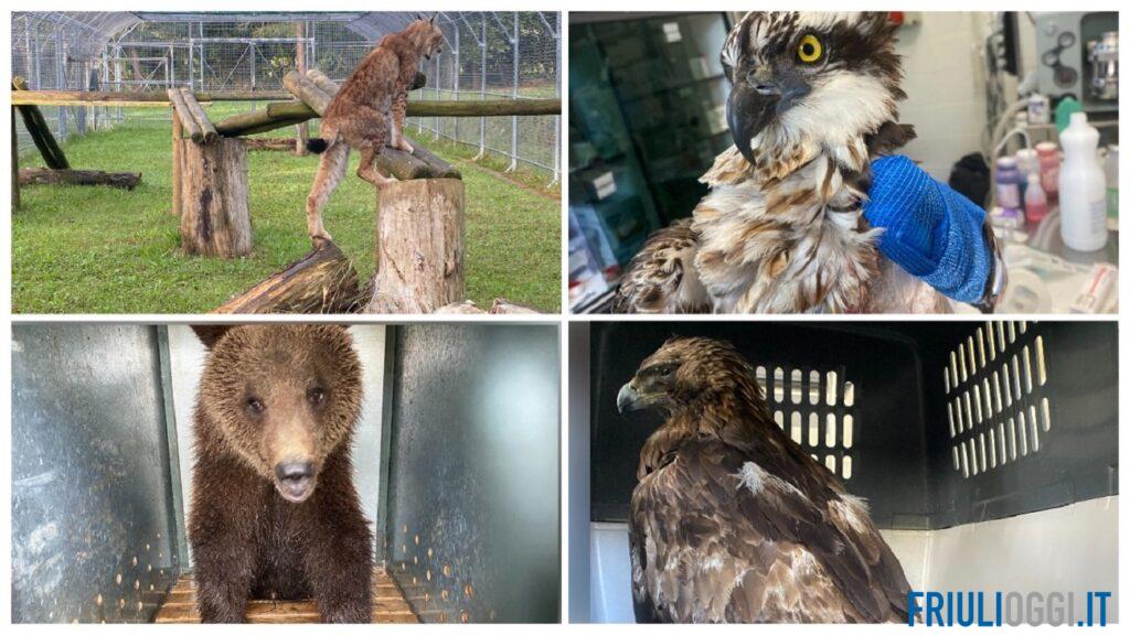 Orsi, lupi e linci: a Pagnacco una clinica per la fauna selvatica da 1,7 milioni