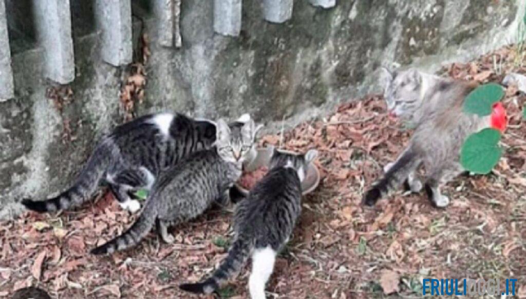 Veleno nelle ciotole per i gatti della colonia felina di Pordenone