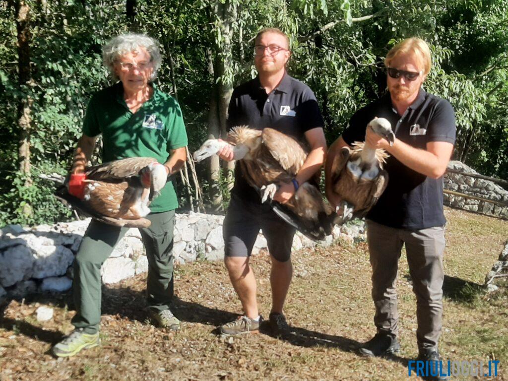 Tre giovani grifoni tornano liberi a Cornino, Mara aspetta il suo momento