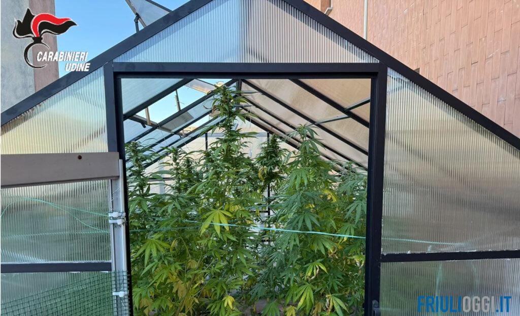 Hanno una serra di marijuana sul terrazzo di casa, nei guai donna di 46 anni e ragazzo di 19