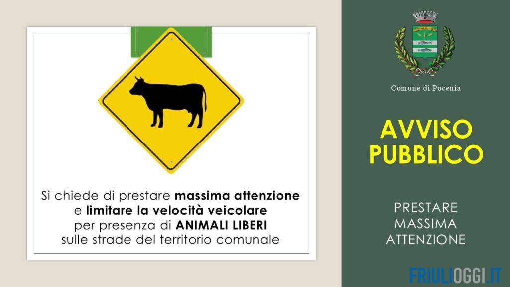 Tori in fuga a Pocenia, l’allarme del Comune: “Massima attenzione sulle strade”