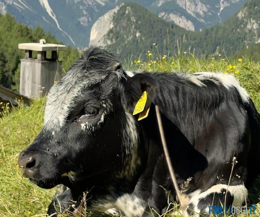 Finisce l’estate, le mucche tornano a valle: la festa della transumanza a Forni di Sopra