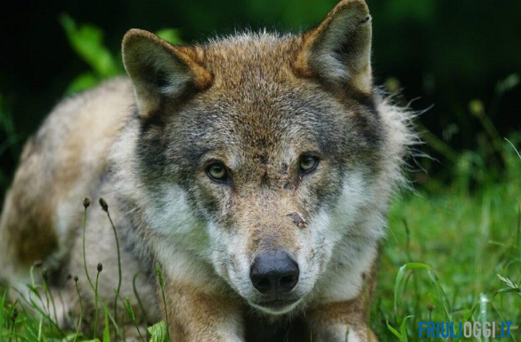 Lupi senza confini, il Friuli si allea con Carinzia e Slovenia per gestirli insieme