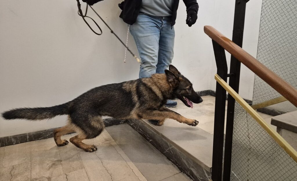 Fermato alla guida senza patente, in casa nascondeva hashish: trovato anche un irregolare